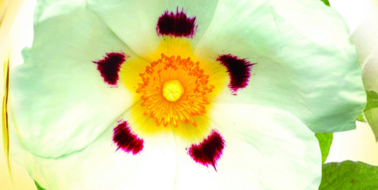 Talidad Paris et Nice Agence web design identité visuelle Logo